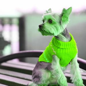 Music for Amusing Puppy - Dog Music