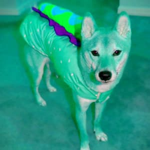 Debonair Trio Jazz - Ambiance for Sleepy Hound Zone - Doggy Music Radio