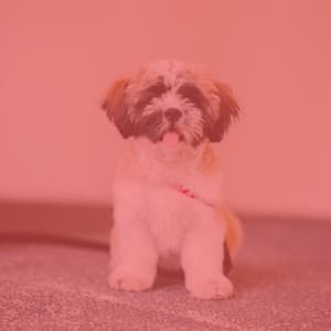 Background Music for Behaving Puppies - Music for Dogs Radio