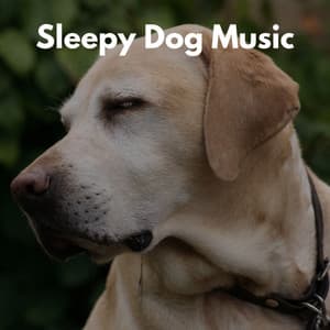 Sleepy Dog Music - Morning Calm Playlist