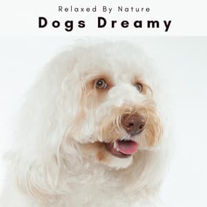 4 Dogs Dreamy - Dogs Music Therapy