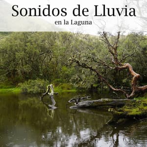 Sonidos de Lluvia en la Laguna - Musica para Estudiar Specialistas