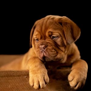 Feelings for Doggy Moments - Dog Music Radio