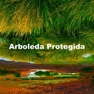 Arboleda Protegida - Música de relajación profunda