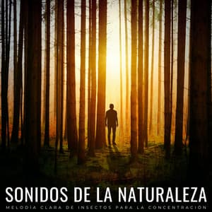 Sonidos De La Naturaleza: Melodía Clara De Insectos Para La Concentración - Sonidos de la Naturaleza Ruido