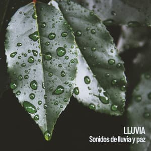 Lluvia: Sonidos de lluvia y paz - The Rain Library