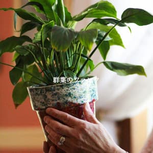 群葉のファンク - Deluxe Elevator Music