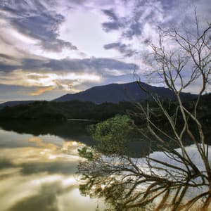 Silent Sumo Arena - Asian Lofi