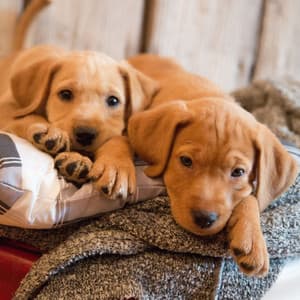 Pawsome Resonance: Calming Binaural for Dogs' Comfort - Binaural Bob