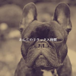 わんこのリラックス時間 - Classy Cafe Jazz Music