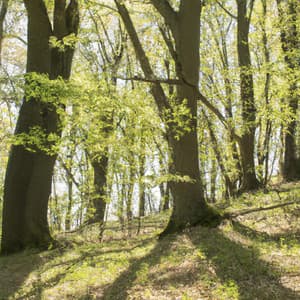 ! ! ! Paz da Alma Música Relaxante - Alan Baratieri
