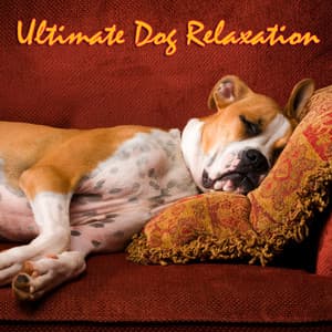Ultimate Dog Relaxation - Music For Pets