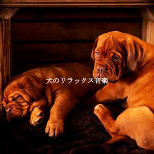 犬のリラックス音楽 - Spanish Cafe Music