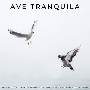 Ave Tranquila: Relajación Y Renovación Con Sonidos De Somormujos Asmr - Sonidos De Pajaros