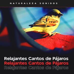 Relajantes Cantos de Pájaros - Naturaleza Sonidos