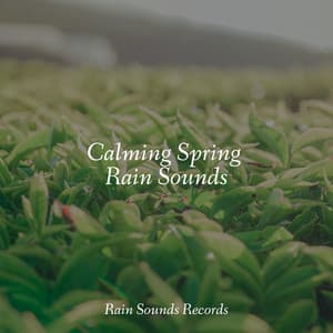 Calming Spring Rain Sounds - Sounds of Nature White Noise for Mindfulness, Meditation and Relaxation