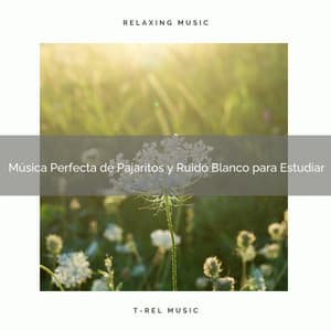 Música Perfecta de Pajaritos y Ruido Blanco para Estudiar - Ruido Para Bebé