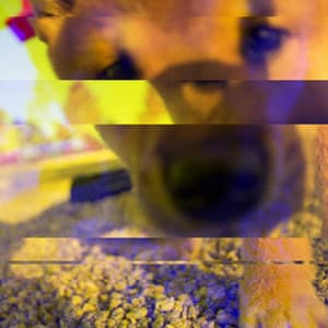 Simple Ambiance for Doggy Sweater Weather - Music for Pets Playlist