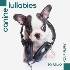 Canine Lullabies to Relax Your Puppy - Help Dog when Tay Stay at Home Alone - DJ Chillout