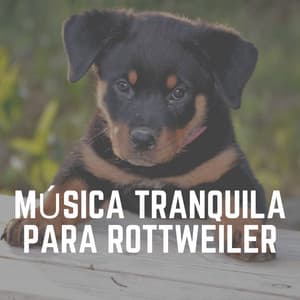 Música Tranquila para Rottweiler - Mascotas tranquilas