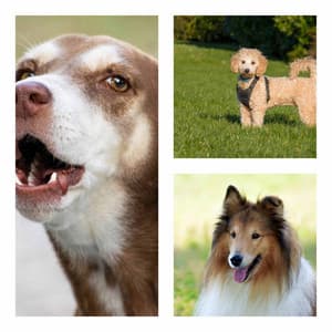 Feelings for A Well Behaved Hound - Dog Music