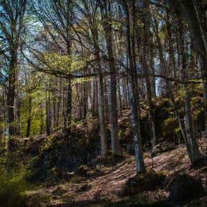 ! ! ! ! Purificar a Mente e a Alma - Músicas Para Relaxar