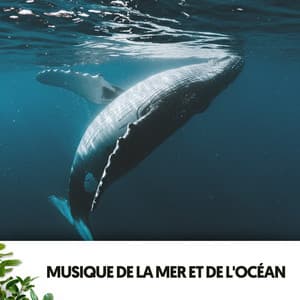 Musique de la Mer et de l'Océan: Symphonie Profonde - Solfeggio Frequencies 528Hz