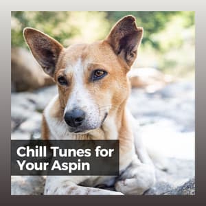 Chill Tunes for Your Aspin - Music for Leaving Dogs Home Alone