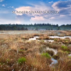 Summer Swamp Sounds: Relaxing Frog and Crickets Noises, Animals at Night, Weather Ambience - Healing Power Natural Sounds Oasis