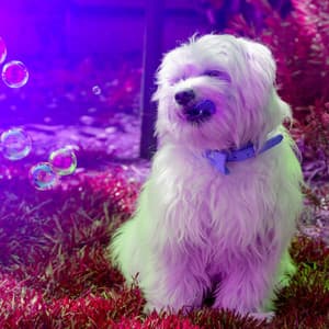 Subtle Music for Puppy Day Dreaming - Jazz Quintet - Sleepy Dogs