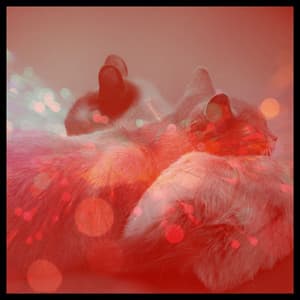 Cultivated Bgm for Cat Lounging - Música para dormir Gatos