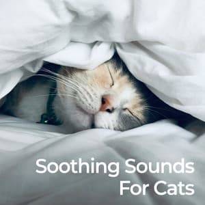 Soothing Sounds for Cats - Music For Cats