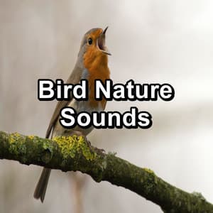 Bird Nature Sounds - Bird Sounds 2016