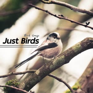 Just Birds - Bird Songs