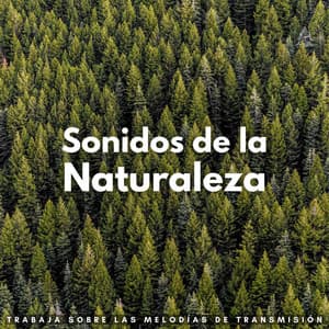 Sonidos De La Naturaleza: Trabaja Sobre Las Melodías De Transmisión - Paraíso de los sonidos de la naturaleza