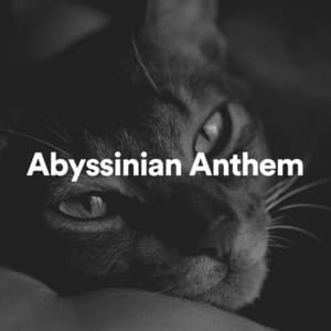 Abyssinian Anthem - Cat Music Therapy