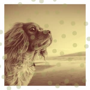 Music for Relaxing Your Dog - Wicked Bossanova - Dog Music Experience