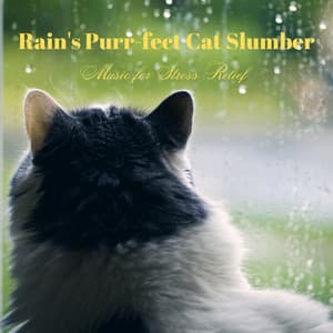 Rain's Purr-fect Cat Slumber: Music for Stress Relief - RAIN_IFY