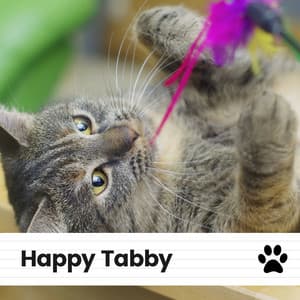 Happy Tabby - Music For Cats