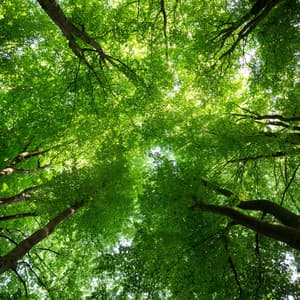 Melodies Beneath the Canopy: Nature's Hidden Symphony - Morning Chill Playlist