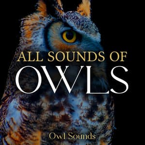 All Sounds of Owls - Owl Sounds