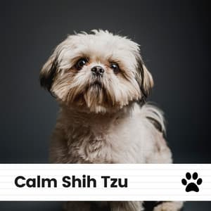Calm Shih Tzu - Music for Calming Dogs