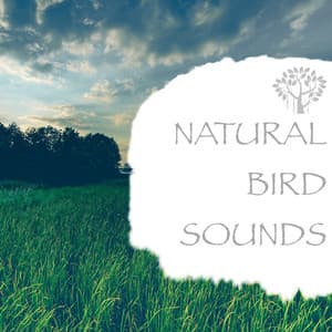 Natural Bird Sounds - Natural Spirit