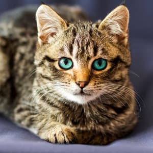 Lofi Cat Harmony: An Ambient Soundscape for Peaceful Moments - Lofi Night Drives