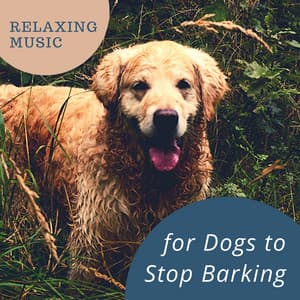 Relaxing Music for Dogs to Stop Barking - Dog Bedtime