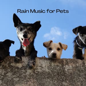 Rain Music for Pets - Precip