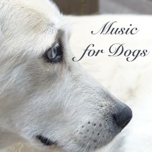 Music for Dogs - Sleeping Songs for Pet Therapy and Soothing Sounds to Send Your Dog to Sleep - Dog Whisper