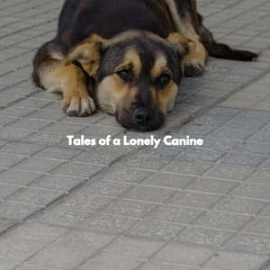 Tales of a Lonely Canine - Soft Coffee House Jazz Club