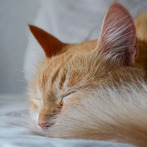 Cat Serenade: Jazz Piano Lounge - Coffee Shop Piano Jazz Playlist