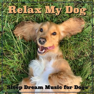 Relax My Dog: Sleep Dream Music for Dogs - Relaxmydog